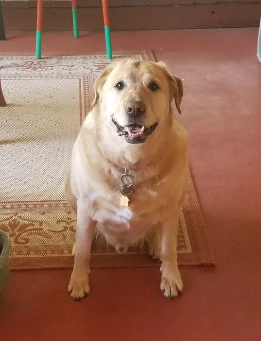 Hemet Animal Hospital 4