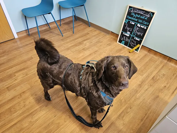 Pawsome Vet Care 1