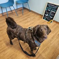 Pawsome Vet Care ico