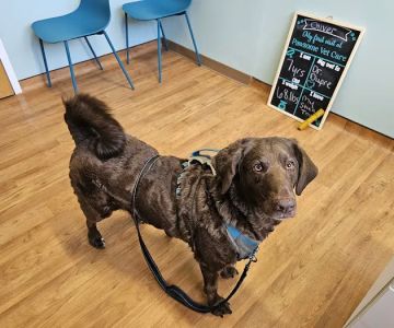 Pawsome Vet Care