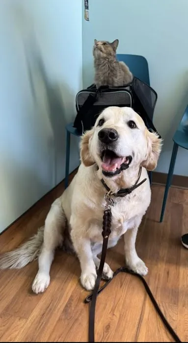 Pawsome Vet Care 8