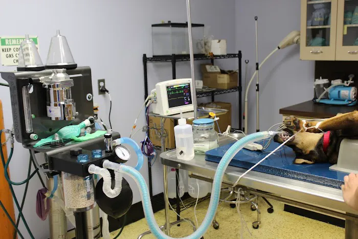 Westfield Animal Clinic 3