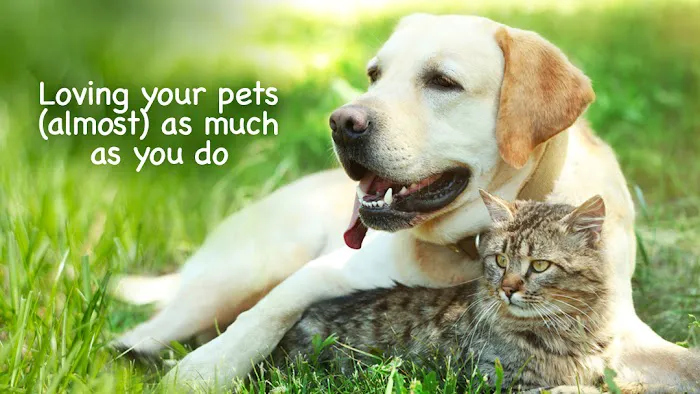 Agawam Animal Hospital 2