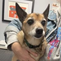 Agawam Animal Hospital ico
