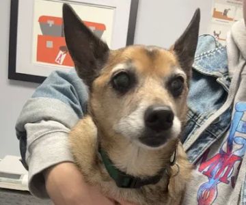 Agawam Animal Hospital