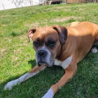Mass Veterinary Services Inc ico