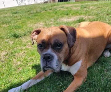 Mass Veterinary Services Inc