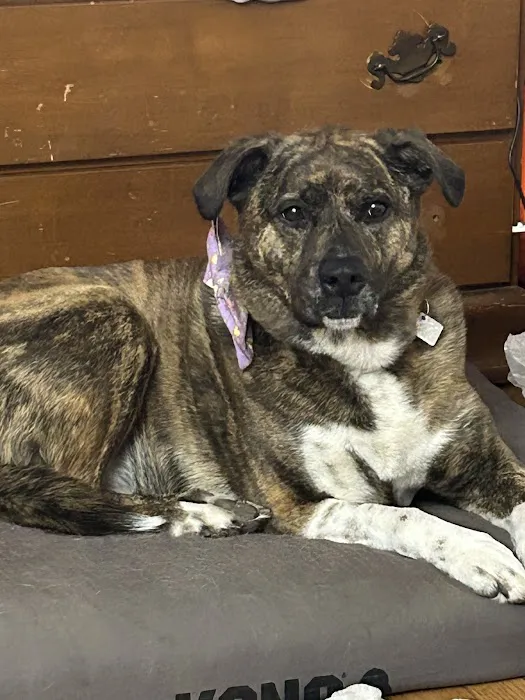 West Springfield Veterinary Clinic 4