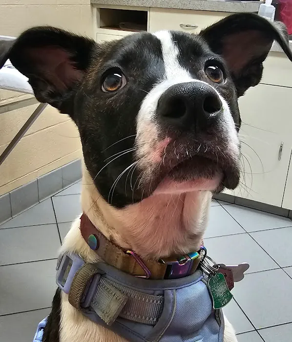 West Springfield Veterinary Clinic 6