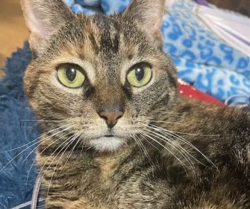 West Springfield Veterinary Clinic