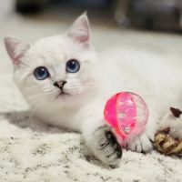 Freshwater Veterinary Hospital ico