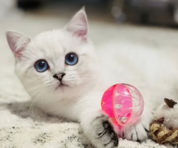 Freshwater Veterinary Hospital