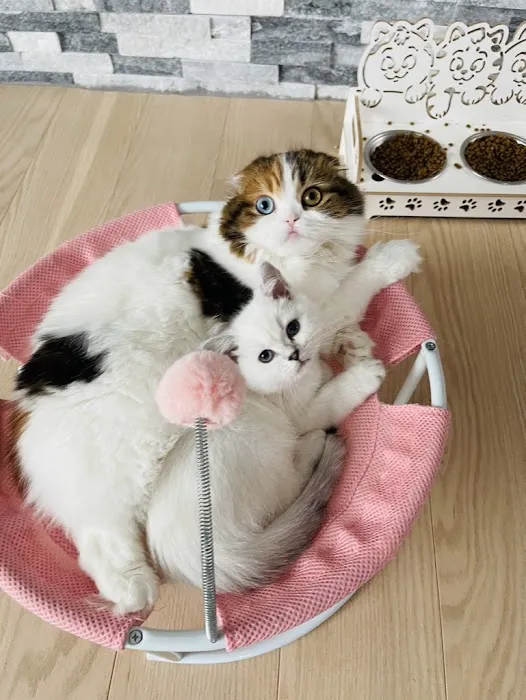 Freshwater Veterinary Hospital 8