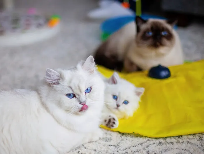 Freshwater Veterinary Hospital 9