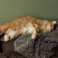 South Windsor Veterinary Clinic ico