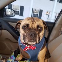 Aqueduct Animal Hospital ico