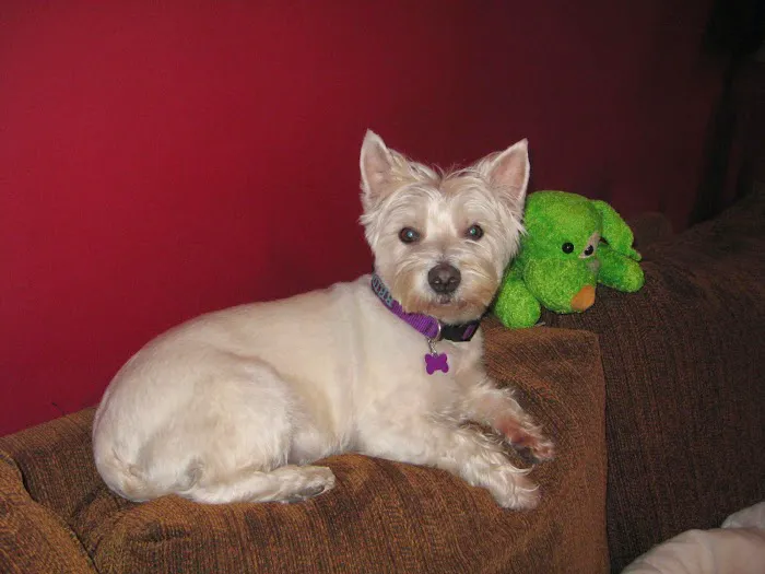 Aqueduct Animal Hospital 10