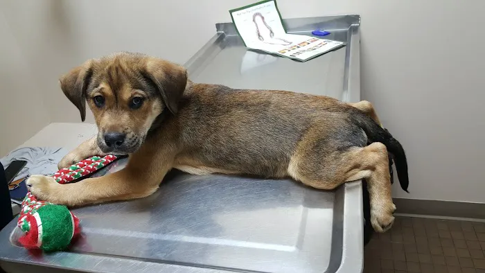Glenville Veterinary Clinic 1