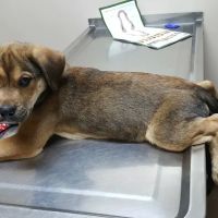 Glenville Veterinary Clinic ico