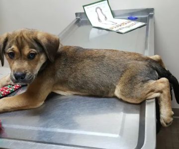 Glenville Veterinary Clinic
