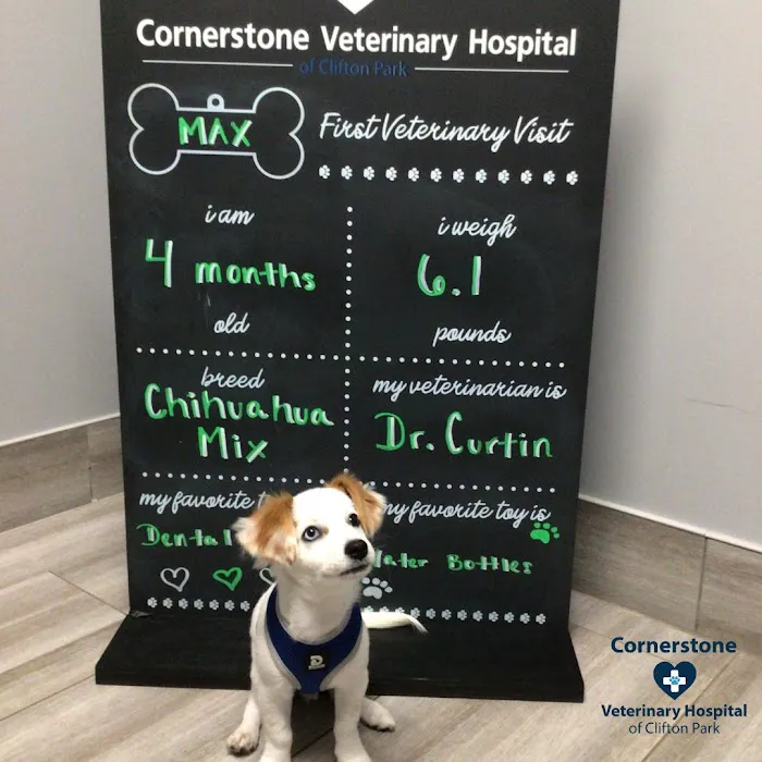Cornerstone Veterinary Hospital of Clifton Park 6
