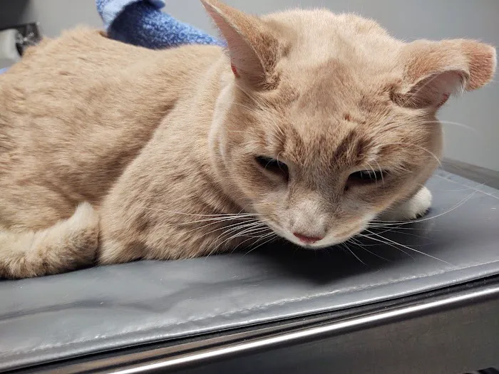 Cornerstone Veterinary Hospital of Clifton Park 4