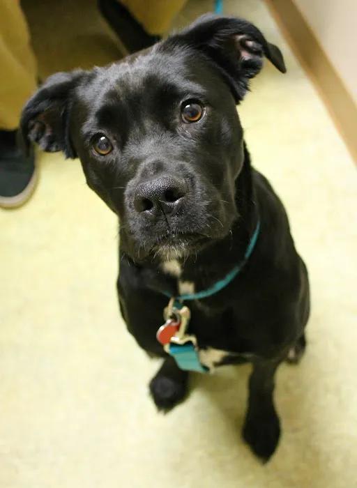 Cornerstone Veterinary Hospital of Clifton Park 7