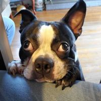 Melanie Brennan DVM ico