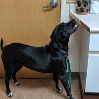 Animal Health Center ico