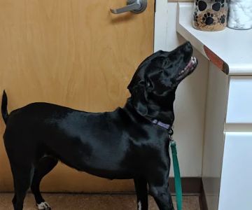Animal Health Center
