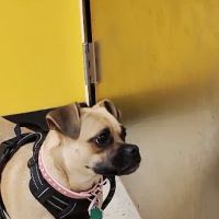 Banfield Pet Hospital ico