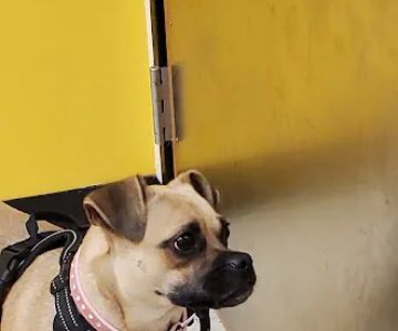 Banfield Pet Hospital