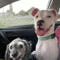 PetVet Vaccination Clinic ico