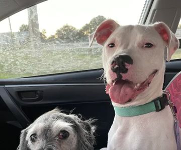 PetVet Vaccination Clinic