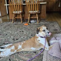 East Haddam Veterinary Clinic ico