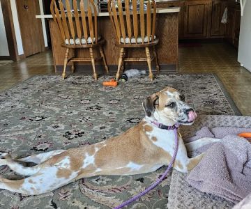 East Haddam Veterinary Clinic