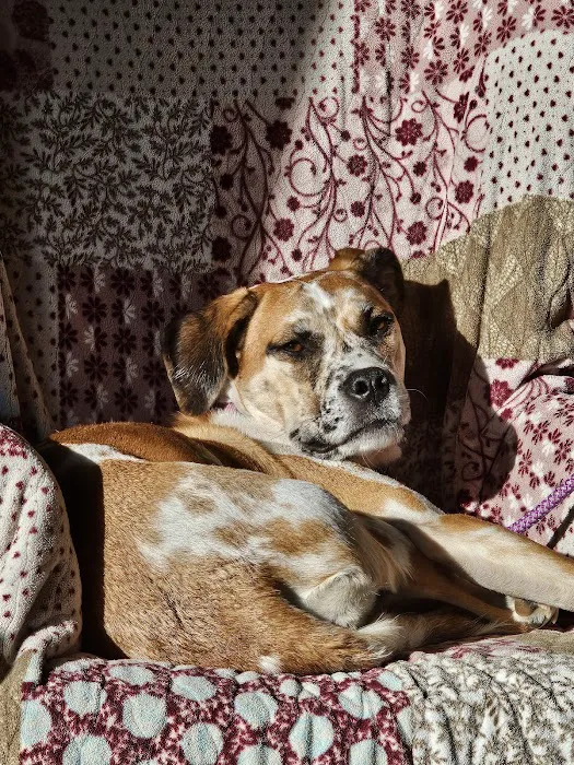 East Haddam Veterinary Clinic 10