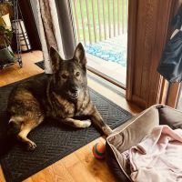 Colchester Veterinary Hospital ico
