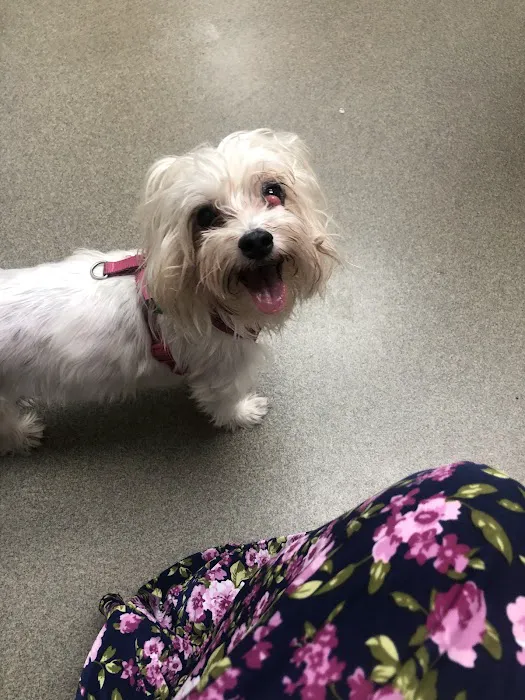 Colchester Veterinary Hospital 5