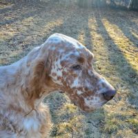 Salem Valley Veterinary Clinic ico
