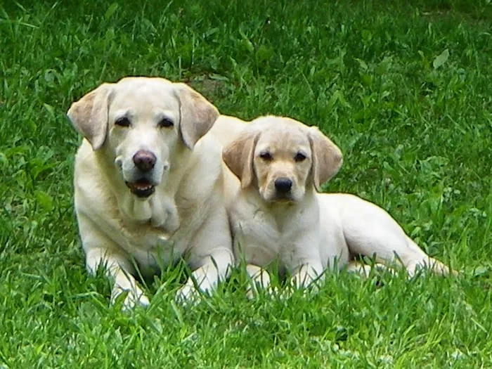 Salem Valley Veterinary Clinic 8
