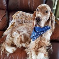 Salem Valley Veterniary Clinic: Isbell Amber N DVM ico