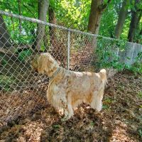 Deep River Animal Hospital ico