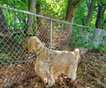 Deep River Animal Hospital