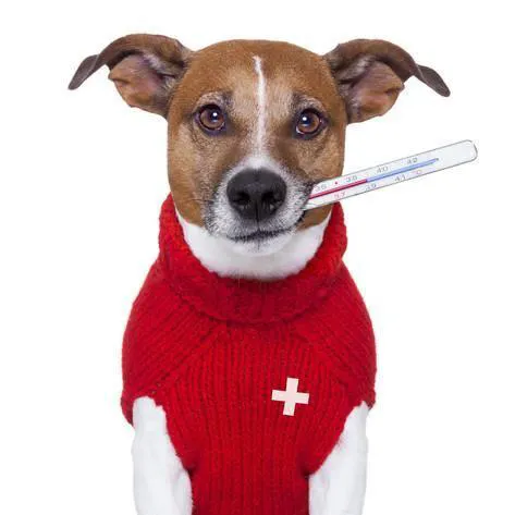 Deep River Animal Hospital 3