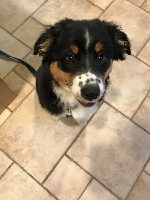Deep River Animal Hospital 4