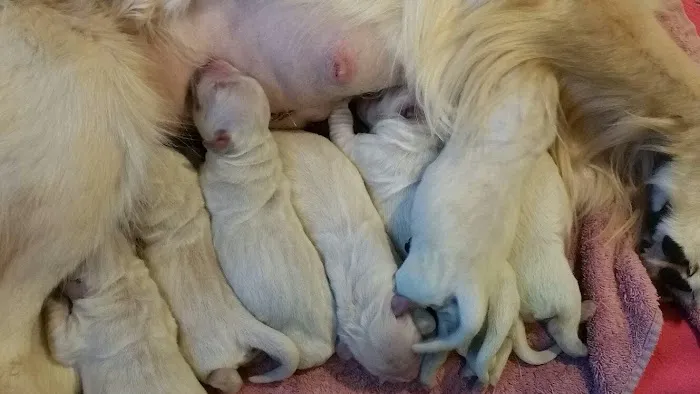 Deep River Animal Hospital 8