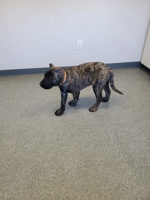 Essex Veterinary Clinic 1