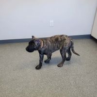 Essex Veterinary Clinic ico
