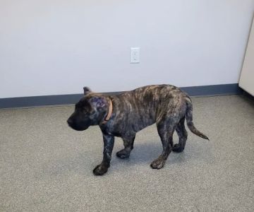 Essex Veterinary Clinic